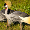 Crested cranes in Lewa borana, Kenya safaris