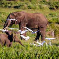 Elephants in the Lewa borana landscape, Kenya holidays