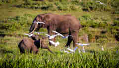 Elephants in the Lewa borana landscape, Kenya holidays