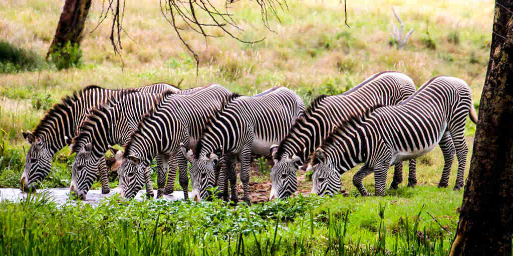Zebra herd in Lewa borana landscape, Kenya safaris
