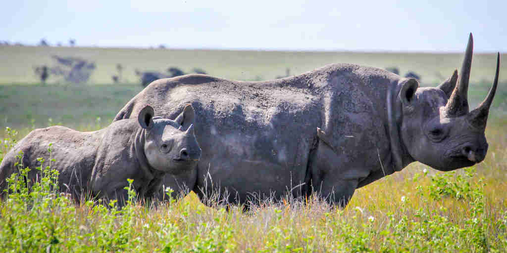 Rhino in the Lewa borana landscape, Kenya safaris