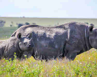 Rhino in the Lewa wildlife conservancy, Kenya safaris