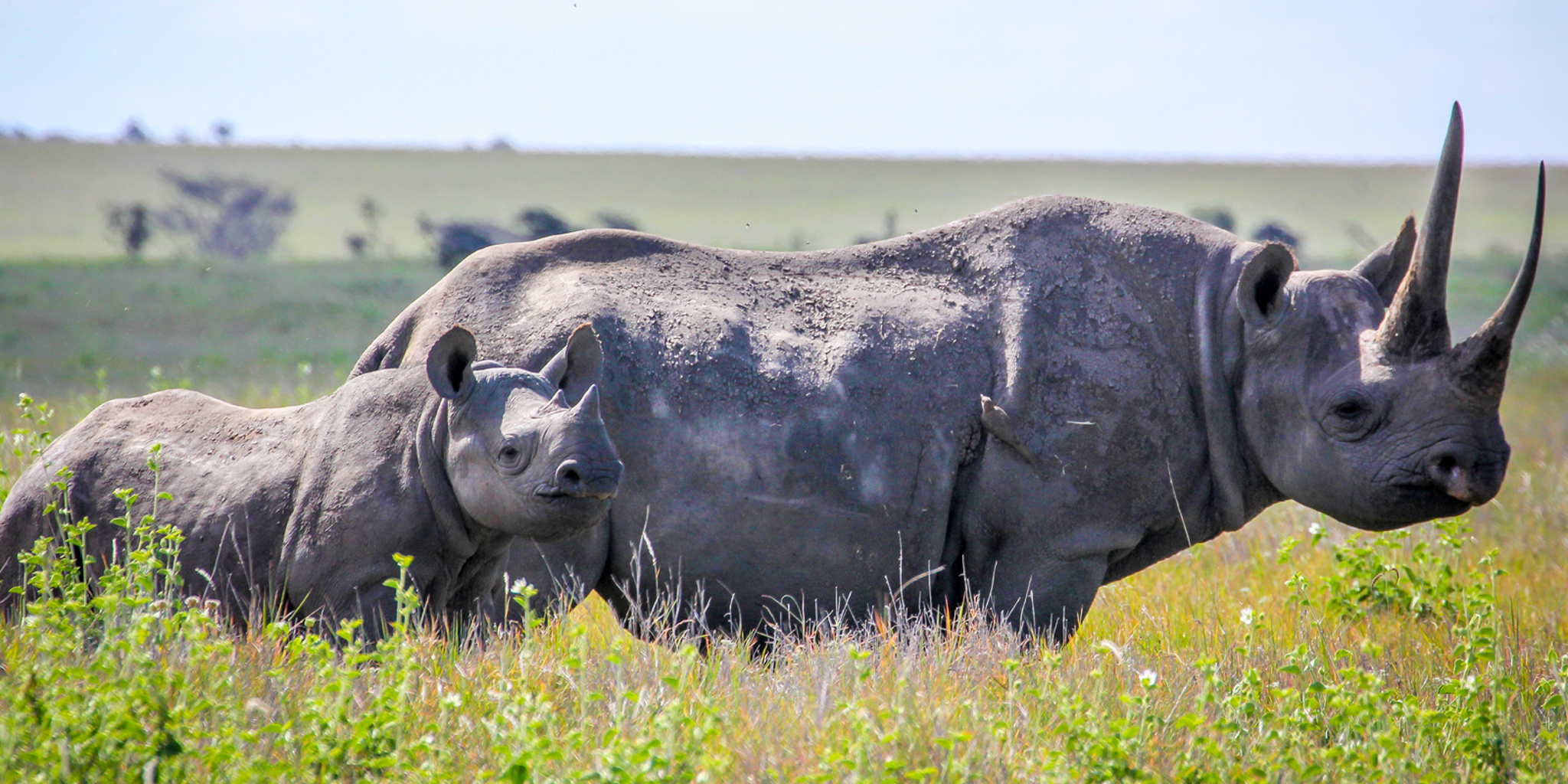 Rhino in the Lewa wildlife conservancy, Kenya safaris