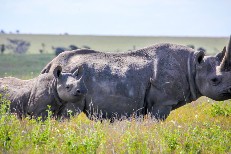 Rhino in the Lewa wildlife conservancy, Kenya safaris