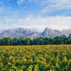 View, Constantia Uitsig, Cape Town, South Africa