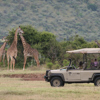 Game drives from camp