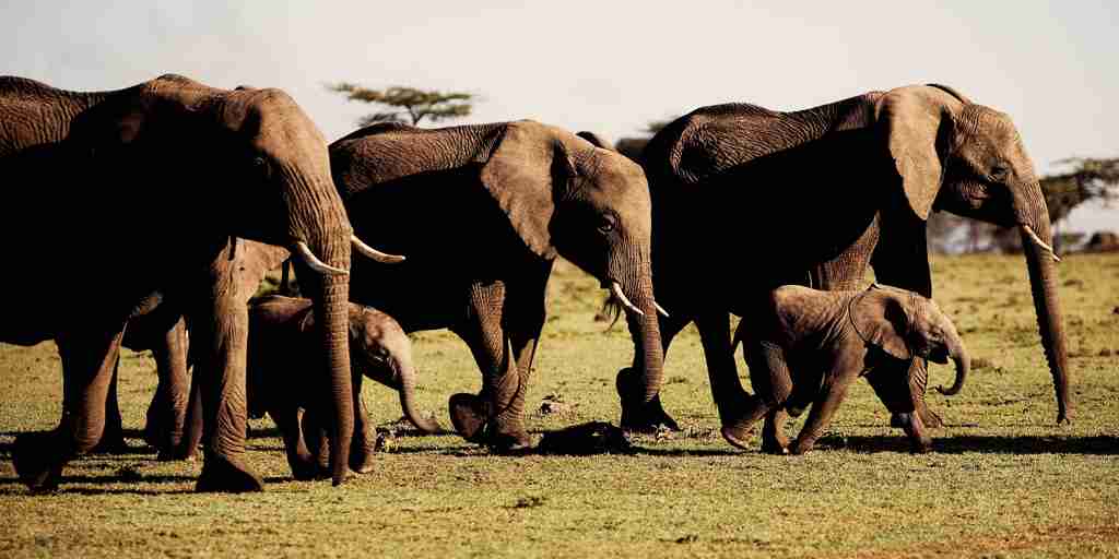 Elephant herd, Mara Naboisho Consrvancy, Kenya safaris