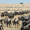 Wildebeest and zebra, Greater Mara Conservancies, Kenya holidays