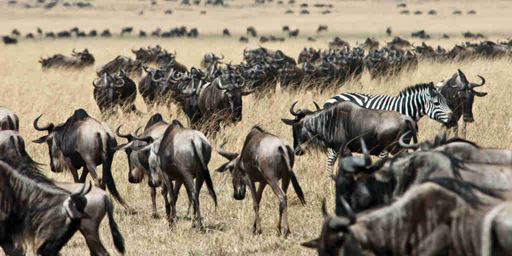 Wildebeest and zebra, Greater Mara Conservancies, Kenya holidays