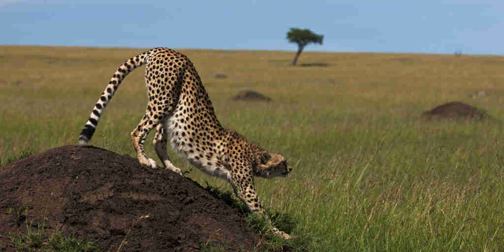 Cheetah stretching, greater mara conservancies safari vacations