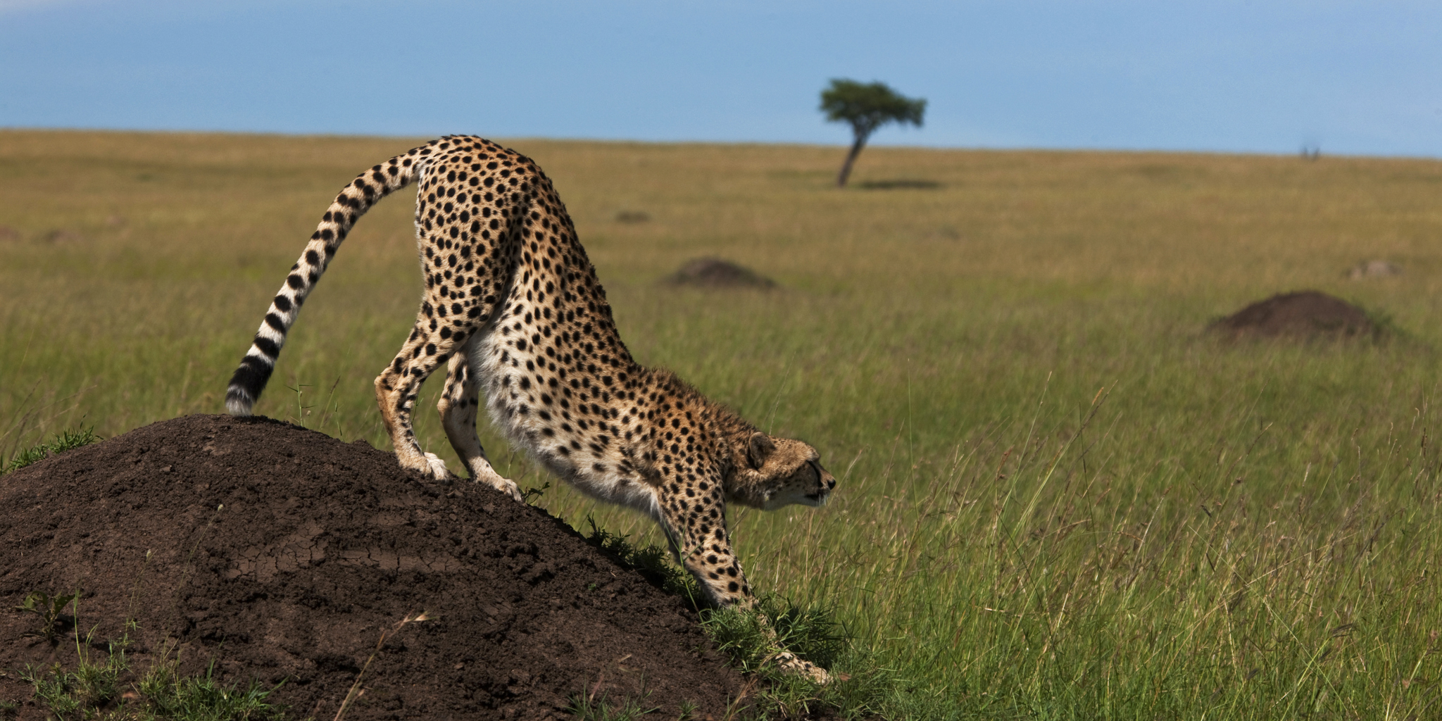 Cheetah stretching, greater mara conservancies safari holidays