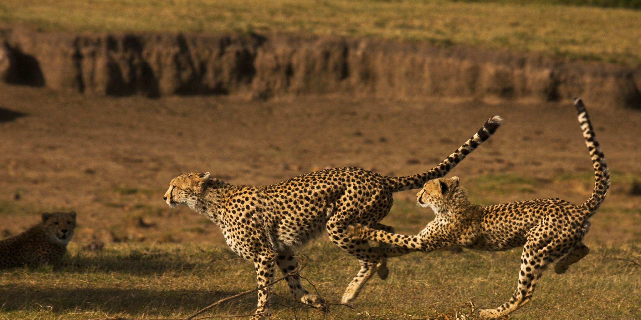 Cheetah, greater Mara conservancies, Kenya safaris