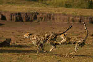 Cheetah, greater Mara conservancies, Kenya safaris