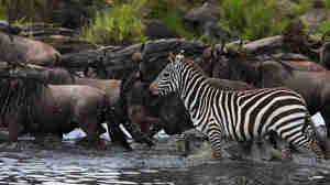 Wildebeest and zebra crossing the Mara, Kenya safaris