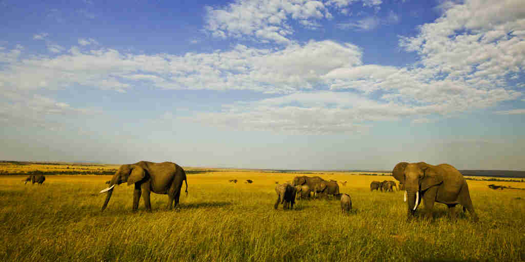Elephant safaris, greater Mara conservancies, Kenya holidays