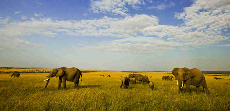 Elephant safaris, greater Mara conservancies, Kenya holidays