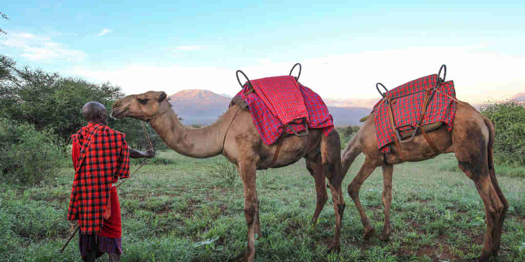 camel safaris, amboseli and the chyulu hills, kenya