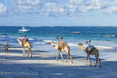 camel back safaris, diani beach, kenya holidays