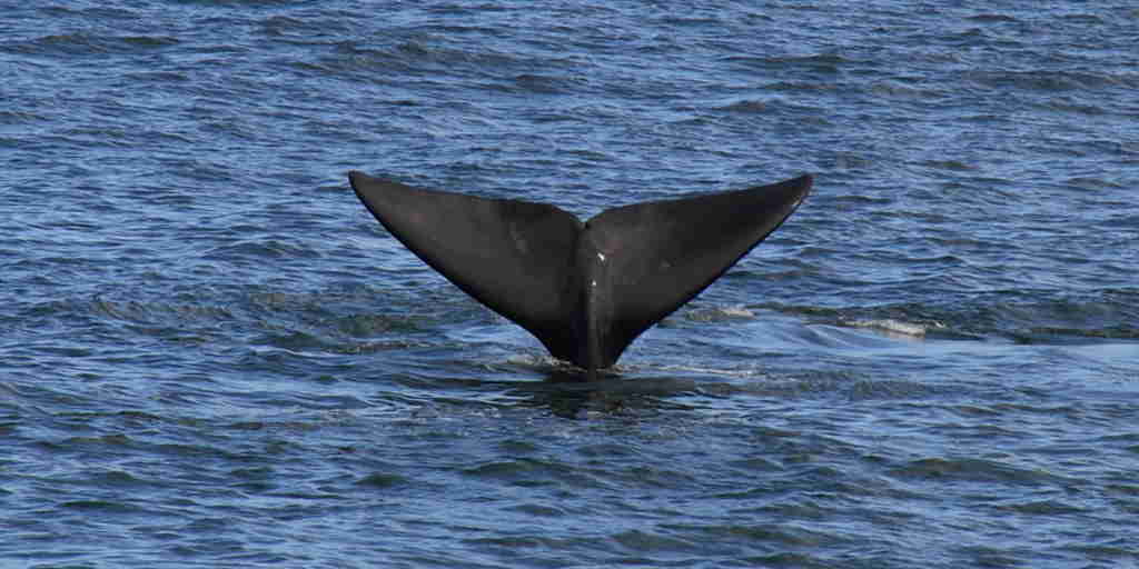 whale tail, hermanus, south africa safari holidays