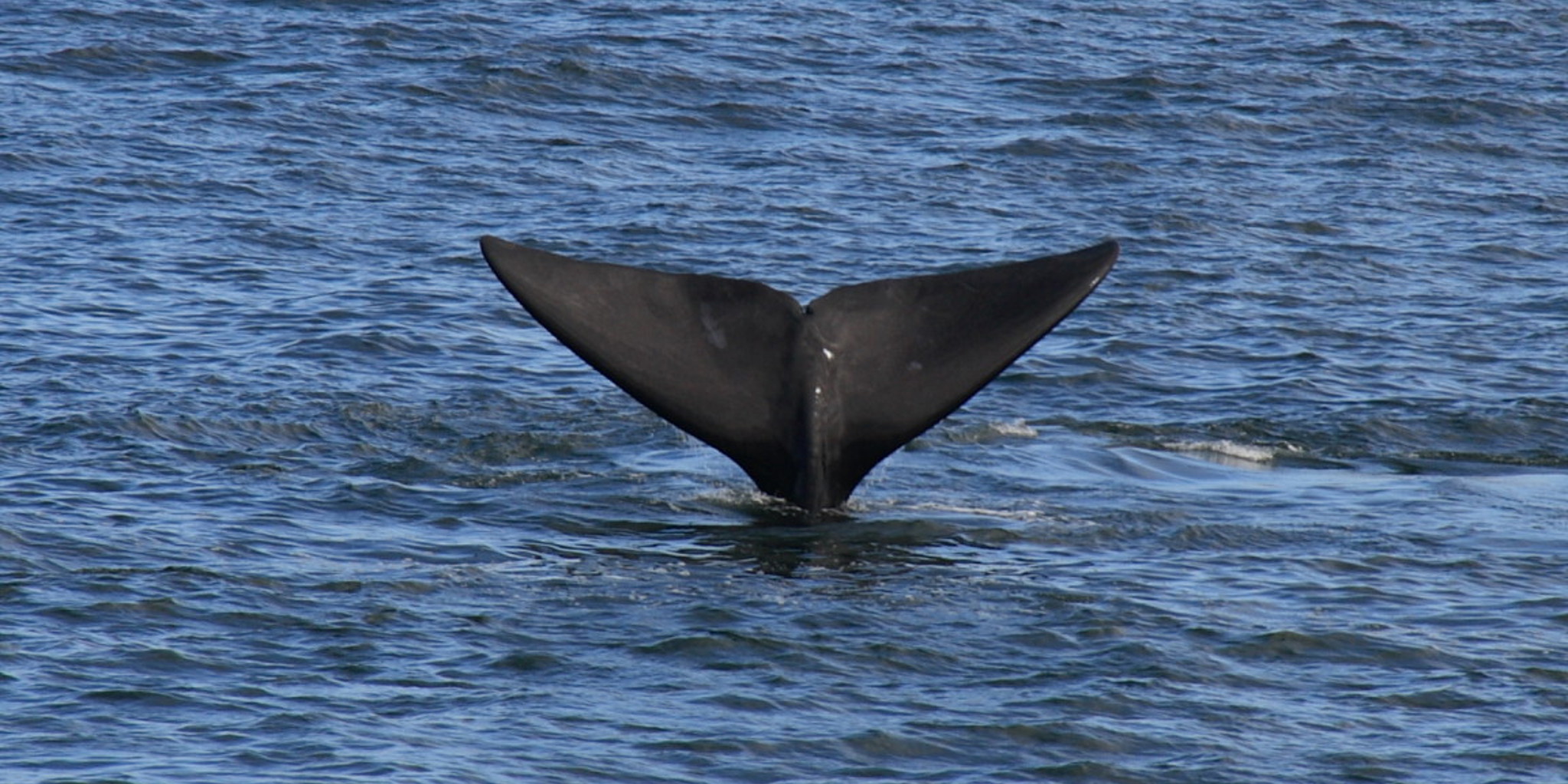 Best Whale Watching in South Africa | Hermanus | Yellow Zebra Safaris