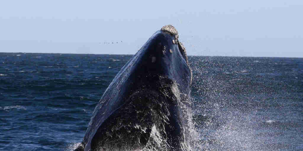 breaching whale, whale watching, south africa experiences