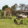 Safari in January When to go to Africa Yellow Zebra Safaris