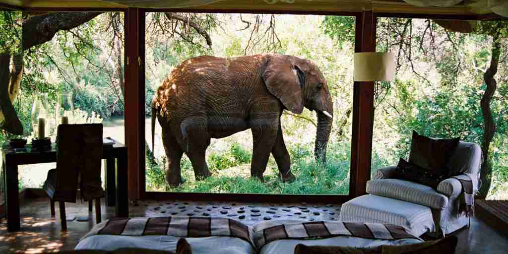 Elephant outside suite