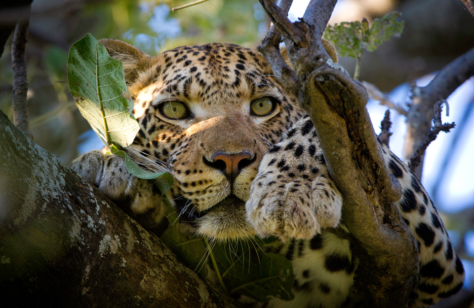 FAQ Things To Know Before You Go Yellow Zebra Safaris