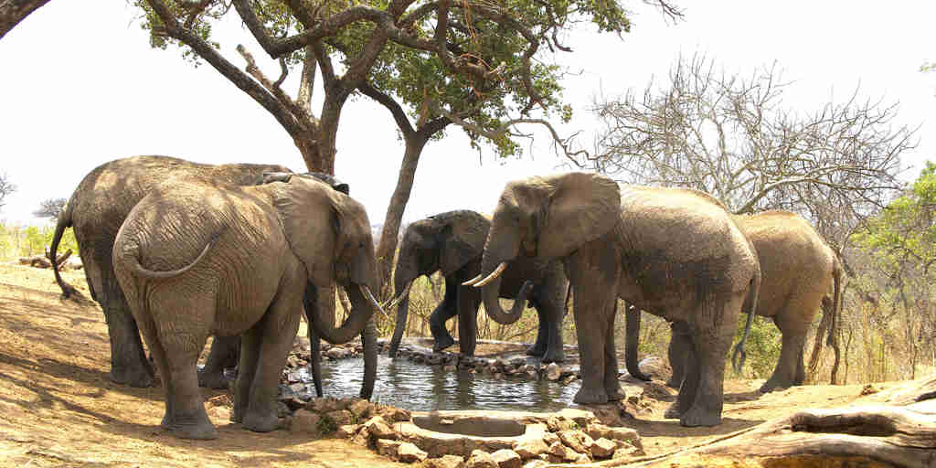 elephants drinking at water hole