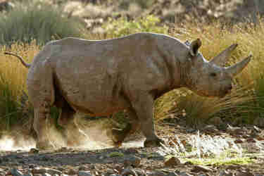 Damaraland rhino3