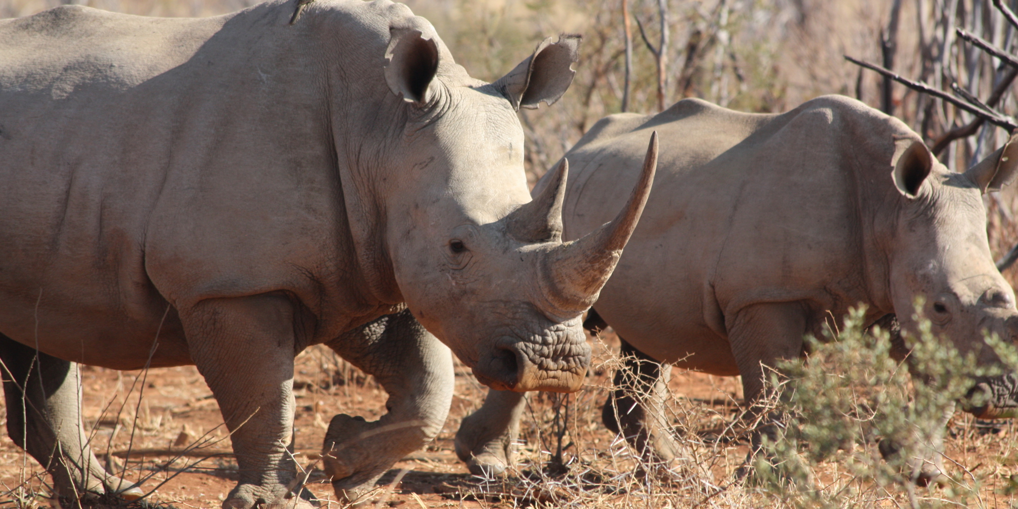 Wildlife012
