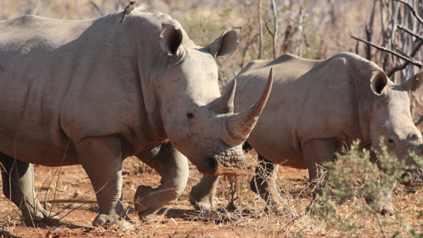Wildlife012