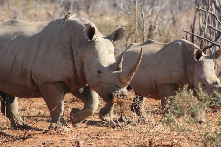 Wildlife012