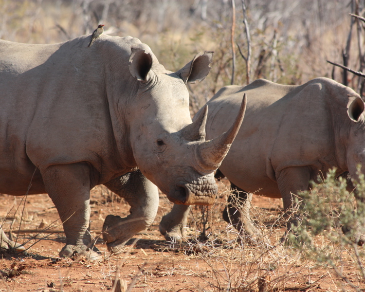 Wildlife012