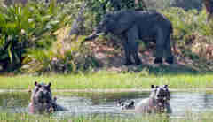 Xigera Camp botswana hippos elephant yellow zebra safaris