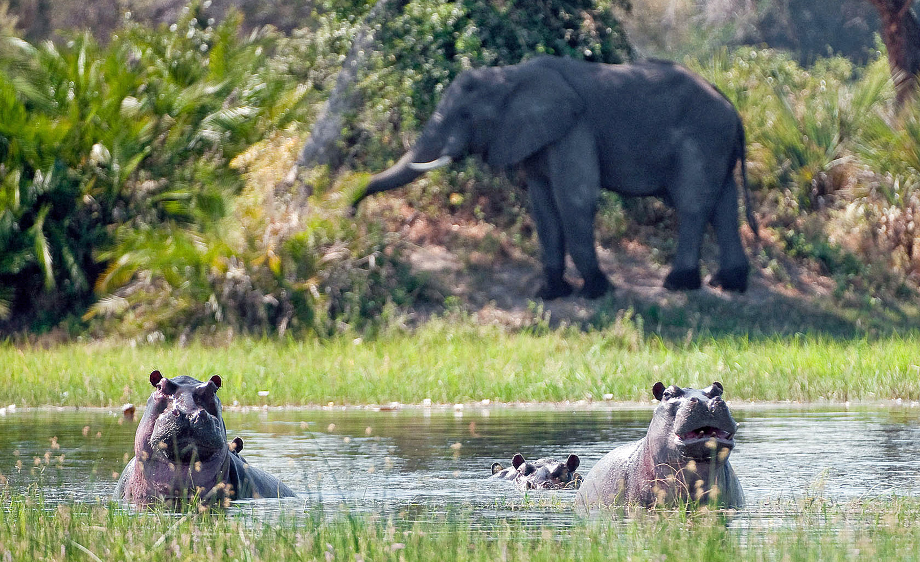 Xigera Camp botswana hippos elephant yellow zebra safaris