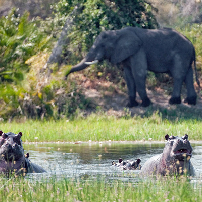 Xigera Camp botswana hippos elephant yellow zebra safaris