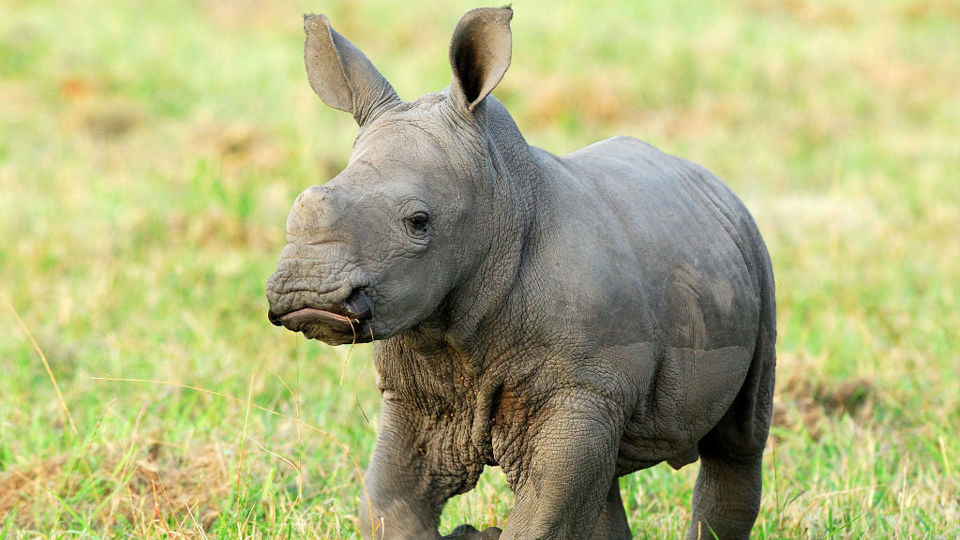 Download 15 Of The Cutest Baby African Animals | Yellow Zebra Safaris