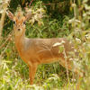 Duiker, Top Ten Safari Tips, Guide Clinic