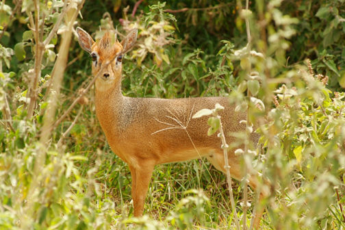 Duiker, Top Ten Safari Tips, Guide Clinic