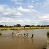 Walking Safari, Top Ten Safari Tips, Guide Clinic