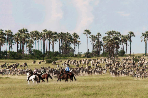 Horse Safari, Top Ten Safari Tips, Guide Clinic
