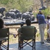 Why Botswana Is Perfect for a Family Safari Vacation, Wildlife Encounters