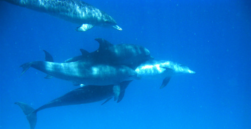 Swimming Dolphins, Zanzibar