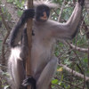 Red Colobus, Unguja Lodge, Zanzibar