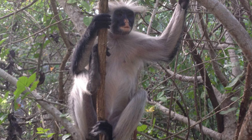 Red Colobus, Unguja Lodge, Zanzibar