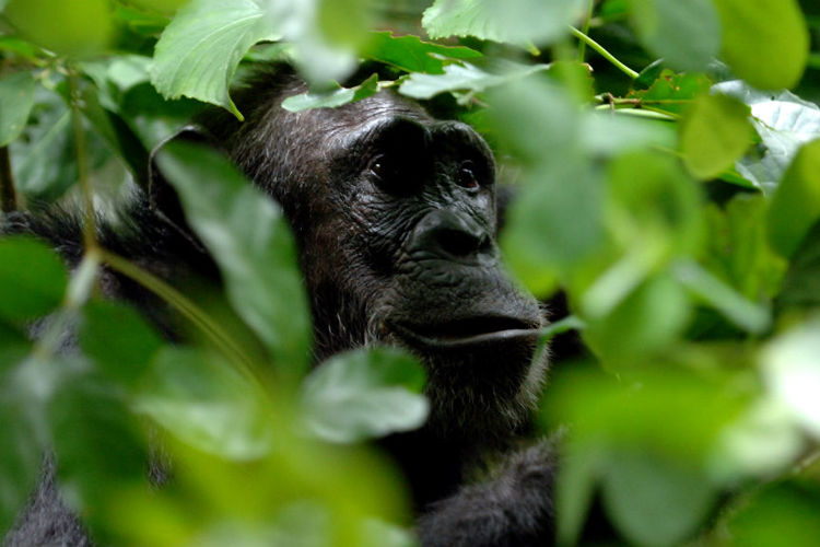 Greystoke Mahale chimp 8   