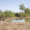 Tuningi bush walk 01