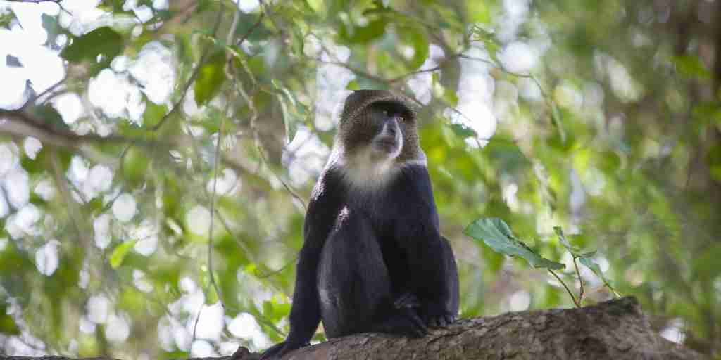 Blue monkey, Arusha National Park, Tanzania, Africa