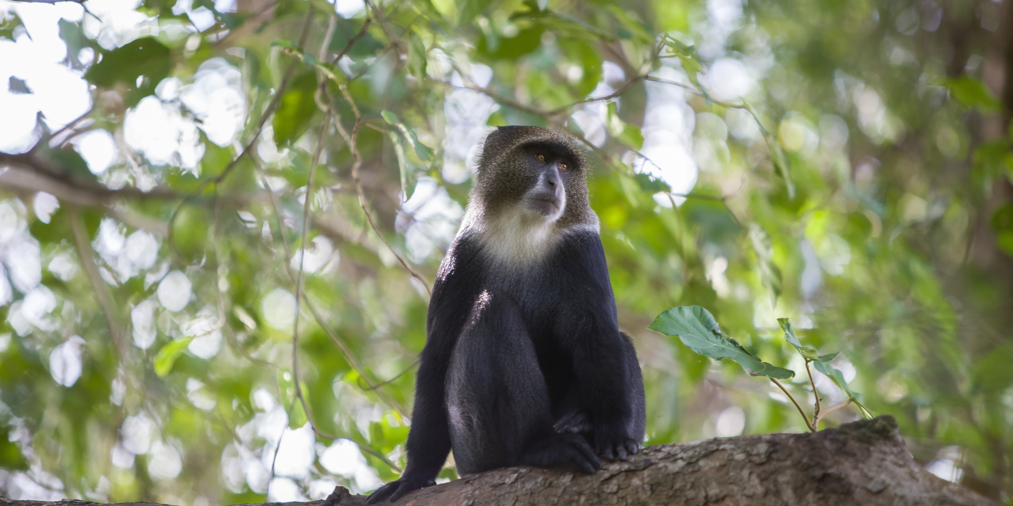 Blue monkey, Arusha National Park, Tanzania, Africa